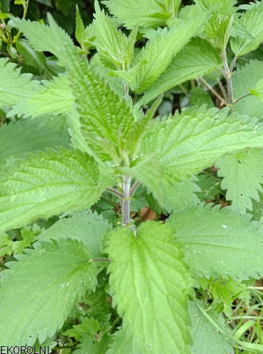 pokrzywa_pęczek300g1-zNaturyEKO.png