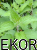 pokrzywa_pęczek300g1-zNaturyEKO.png