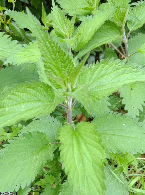 pokrzywa_pęczek300g1-zNaturyEKO.png